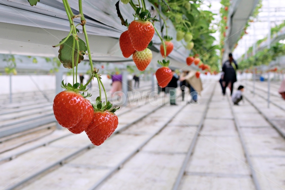 딸기,과일,딸기농장,열매,음식,red,먹음직,작물,식물,온실,하우스딸기,strawberry,과일,열매,fruit,산업,industry,industrial,농업,농사,agriculture,farming,farming industry