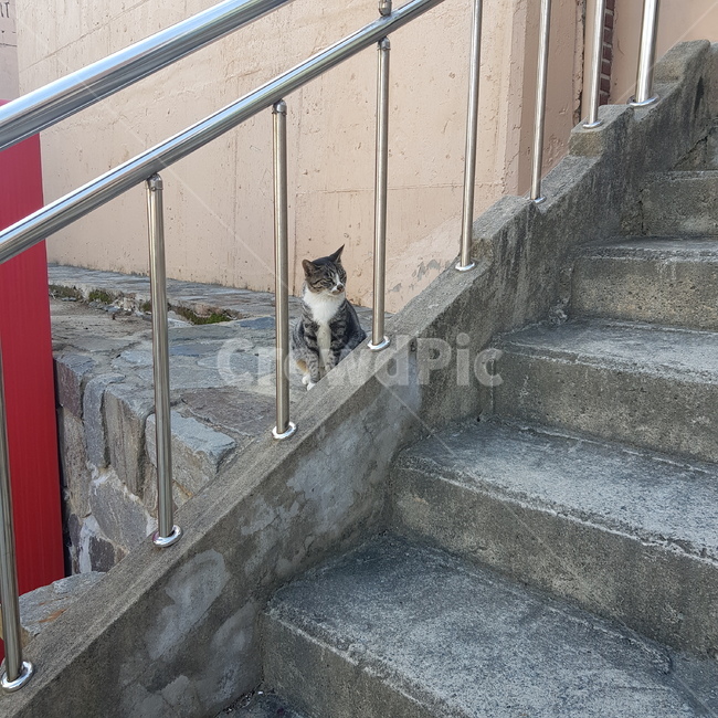난간,계단,banister,handrail,고양이,cat,railing,staircase