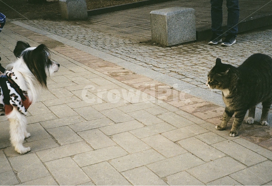 고양이와강아지,고양이,강아지,cat,dog,산책,동물,animal,포유류,mammal,고양이,cat,kitten,kitty,개,강아지,dog,doggy