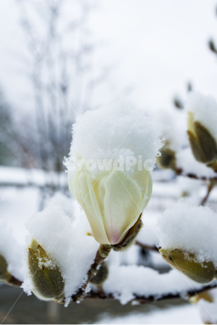 목련,눈,꽃,힐링자연,봄,봄,계절,spring,season,겨울,winter,식물,자연,plants,nature,꽃,flower,ice,빙,outdoors,옥외,snow,frost,서리