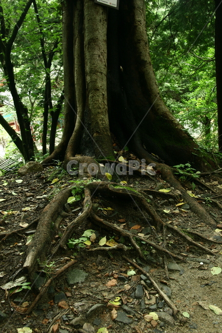 나무,뿌리,숲속,여름,산속,오래된나무,푸름,식물,자연,plants,nature,나무,trees,wood