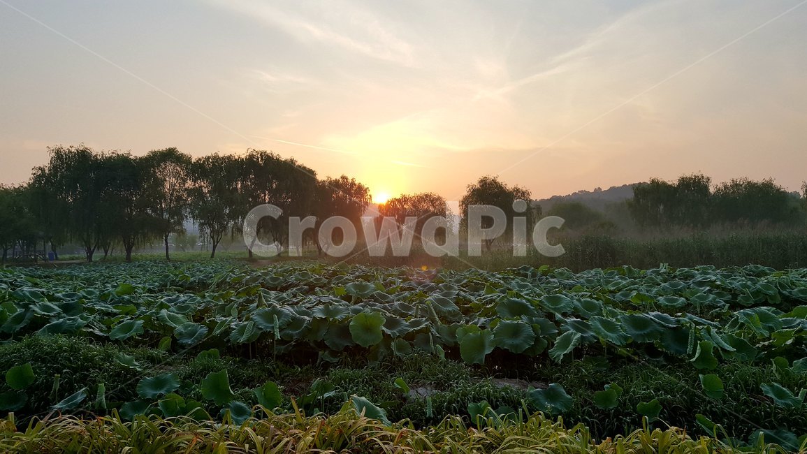 궁남지,일출,푸르름,연꽃,아침,자연,풍경,nature,landscape,한국자연풍경,한국자연경관,korea nature landscape,flare,플레어,light,빛,sunlight,햇빛,outdoors,옥외,plant,식물