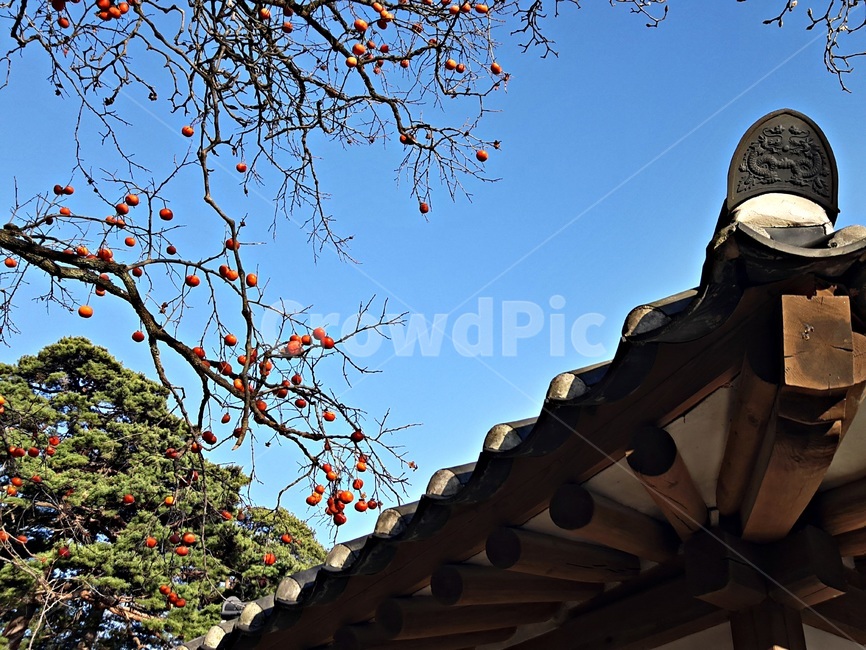 한국,이미지,기와,기와지붕,파란하늘,감나무,가을,korea,roof,tile,persimmon,tree,image,한국전통,한국문화,korean traditional,korean culture,건축물,건물외관,exterior,building,structure,architecture,construction