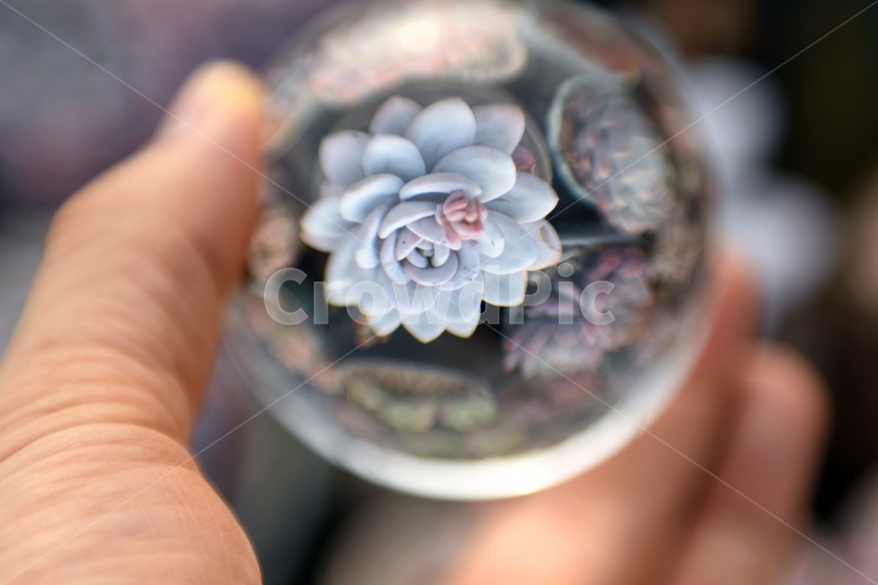 다육이,다육,다육식물,화분,식물,화초,배경,자연,plants,취미,그린,환경,키우기,아름다운,화려한,생명,생활,background,사람,인물,인간,human,person,신체일부,몸,body,사물,물건,오브젝트,thing,object,matter