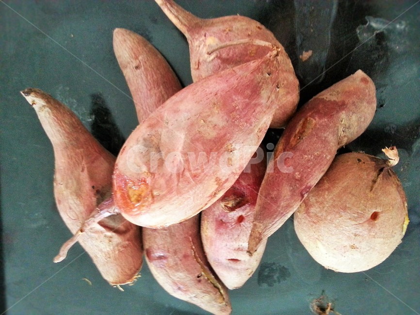 고구마,군고구마,구황작물,텃밭,텃밭용작물,고구마효능,식물,sweetpotato,채소,야채,vegetables
