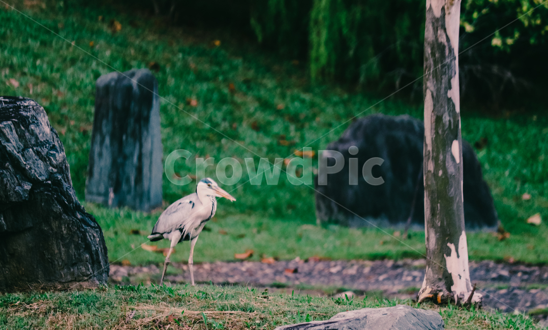 왜가리,새,연못,야생,동물,야생동물,동물,animal,조류,새,birds