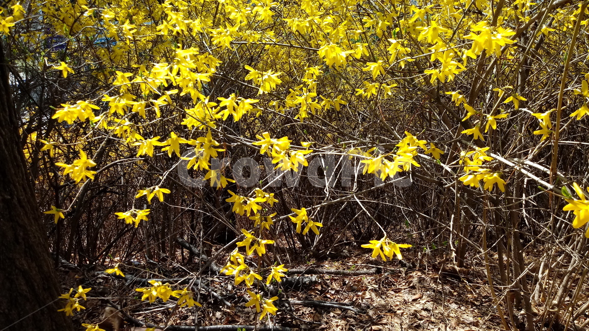 나무,식물,꽃,봄꽃,나무줄기,나무가지,봄,plant,tree,treetrunk,flower,blossom,꽃잎,노란색꽃,개나리