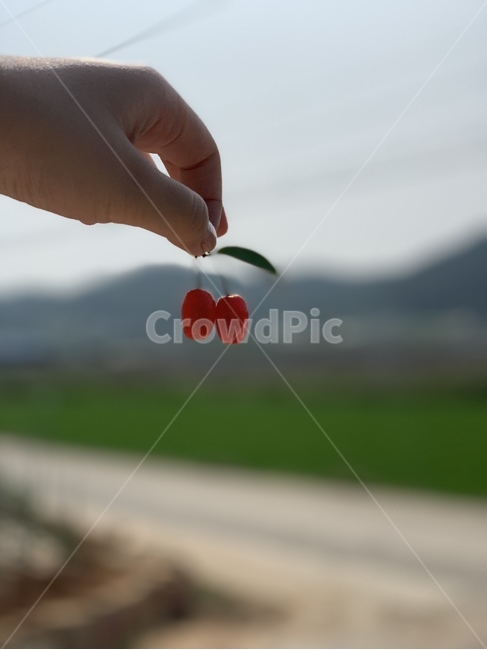 자연,시골,보리수열매,열매,nature,botree,bodhi