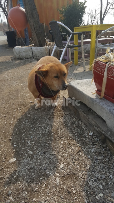 강아지,닥스훈트,웰시코기,믹스,댕댕이,동물,animal,포유류,mammal,개,강아지,dog,doggy
