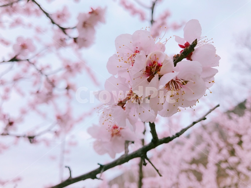 봄,벚꽃,사랑,분홍,핑크,하늘