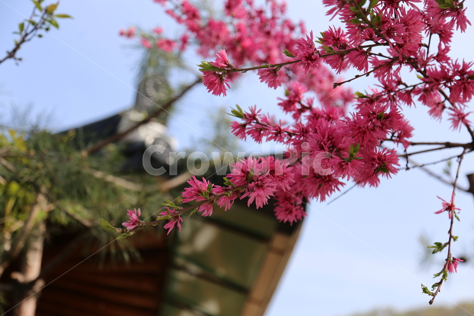 꽃,한국전통미,꽃과소나무,봄,만첩홍도,한옥,봄,계절,spring,season,식물,자연,plants,nature,꽃,flower,plant