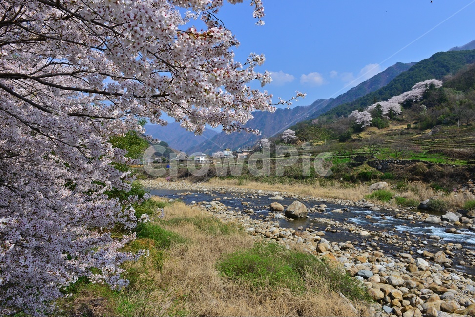 plant,식물,nature,자연,outdoors,옥외,경남,하동,섬진강변,벚꽃길,화개십리벚꽃길,십리벚꽃길,벚꽃,봄,계절,만개,봄,계절,spring,season
