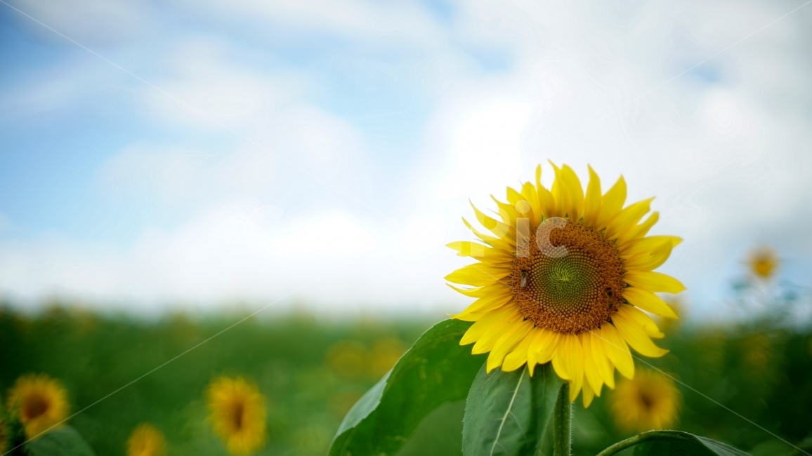 해바라기,꽃,여름,하늘,여름꽃,벌,꿀벌,꿀,여름,계절,summer,season,식물,자연,plants,nature,꽃,flower,감성,sensible,feeling,plant,blossom