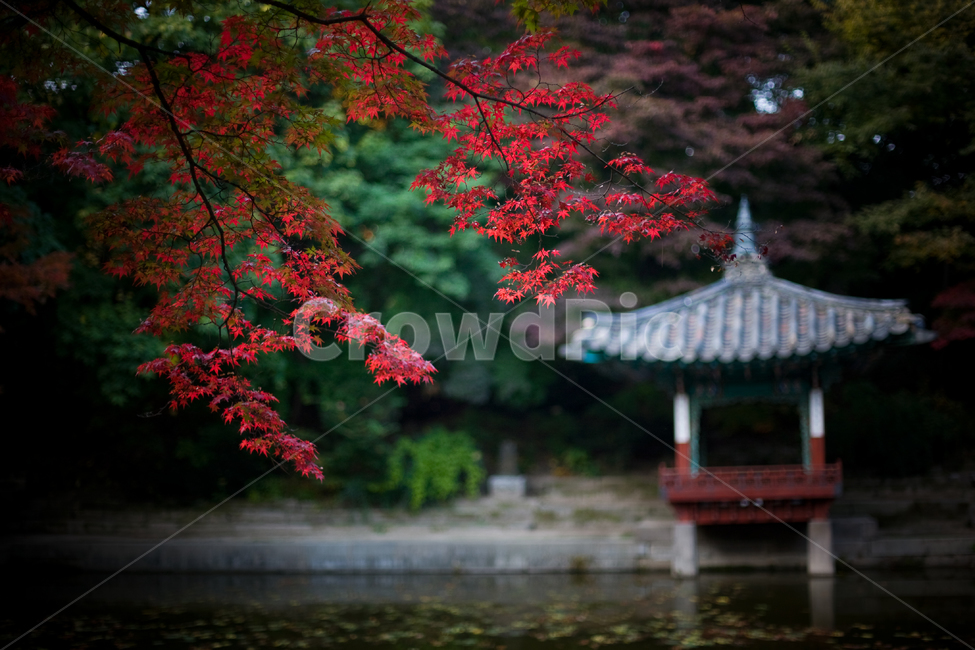 덕수궁,전통정원,가을,단풍,고궁,풍경,연못