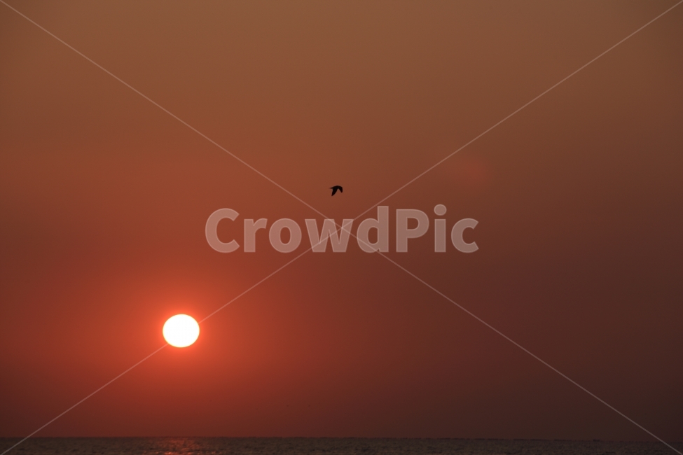 일몰,풍경,하늘,태양,석양,sunset,sky,sun,자연,풍경,nature,landscape,동물,animal,조류,새,birds,outdoors,옥외,sunlight,햇빛,dusk,황혼,red sky,붉은 하늘,dawn,새벽,bird