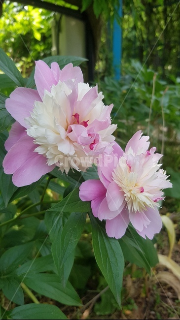 blossom,flower,꽃,peony,모란,plant,식물