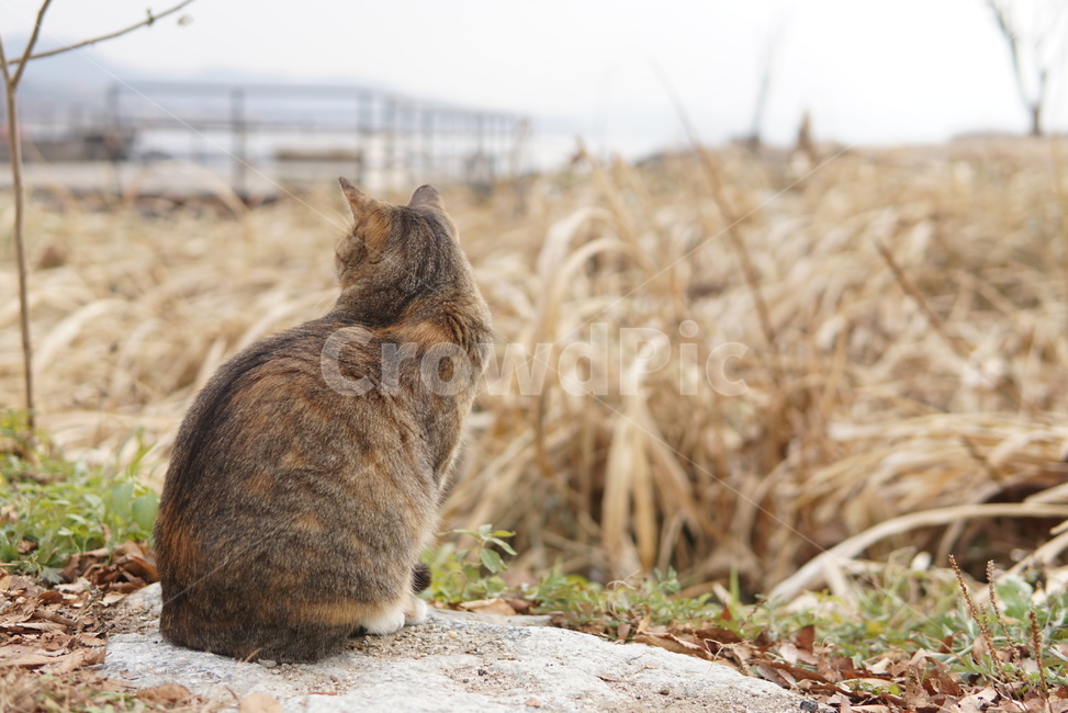 고양이,동물,길고양이,냐옹이,길냥이,사색,시골,반려동물,애완동물,나른함,휴식,힐링,cat,animal,rest,healing,relaxation