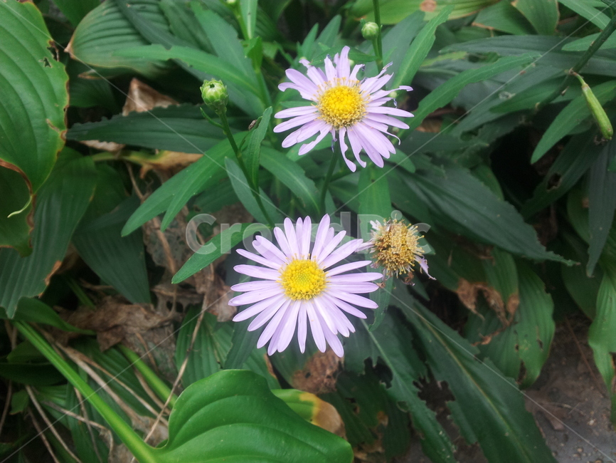 꽃,코스모스,가을,플라워,자연,식물,자연,plants,nature,꽃,flower