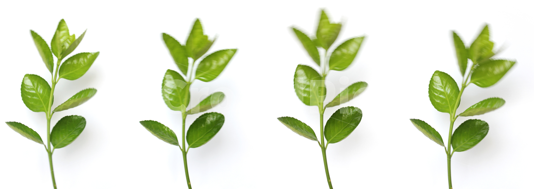 motion,나뭇잎,흔들기,leaf,모션,shake,branch,nature,plant,leaves,swing,trembling,closeup,나뭇가지,식물,가지,motionblur,green,모션블러,움직임,녹색,흰배경,사철나무잎,사철나무,식물,자연,plants,nature,연출,컨셉,콘셉,direction,concept,누끼,remove background