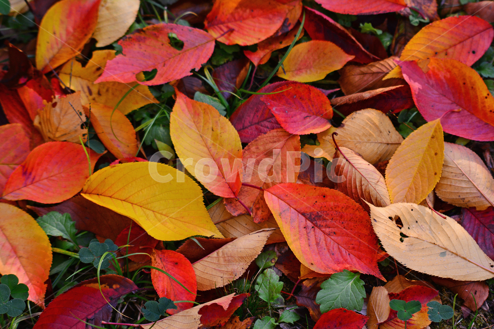 가을분위기,가을느낌,바탕,배경,10월,11월,시즌,계절,단풍잎,메이플,maple,잎,leaf,plant,식물,autumn,fall,background,season,가을배경,낙엽,칼라풀,빨강색,노랑색,오렌지색,녹색,colorful,색색의,형형색색,백그라운드,가을,계절,fall,autumn,season,veins,정맥