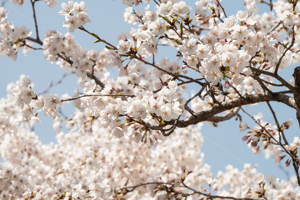식물,plant,꽃,flower,벛꽃