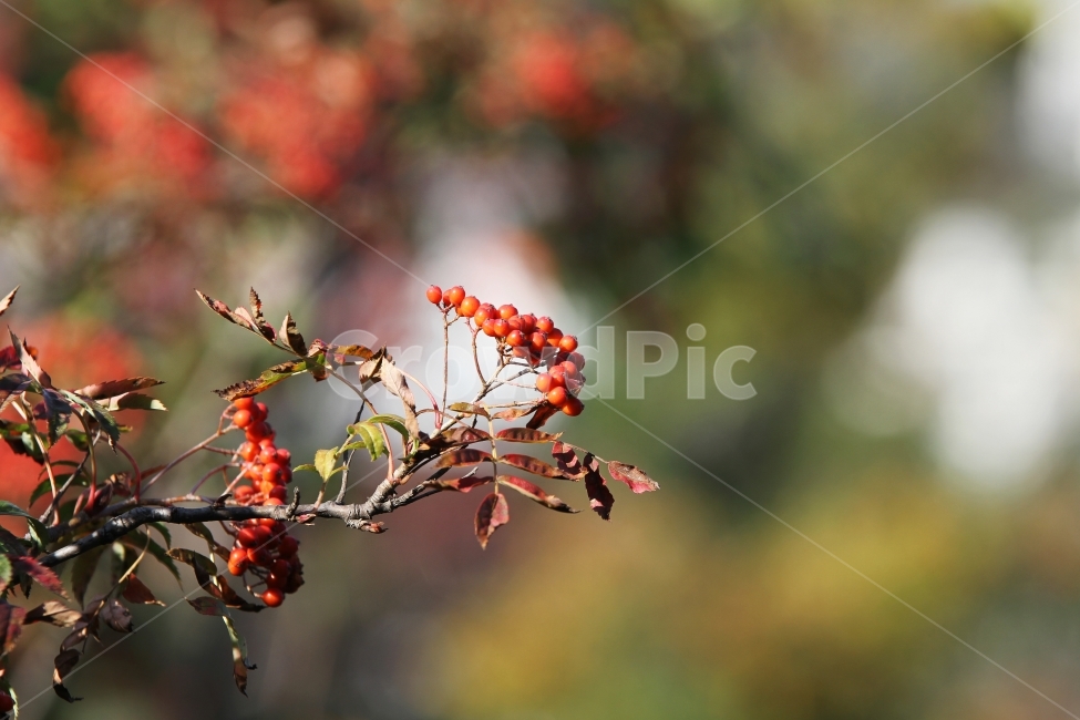 가을열매,가을사진,감성사진,빨간열매,식물,자연,식물,자연,plants,nature,과일,열매,fruit