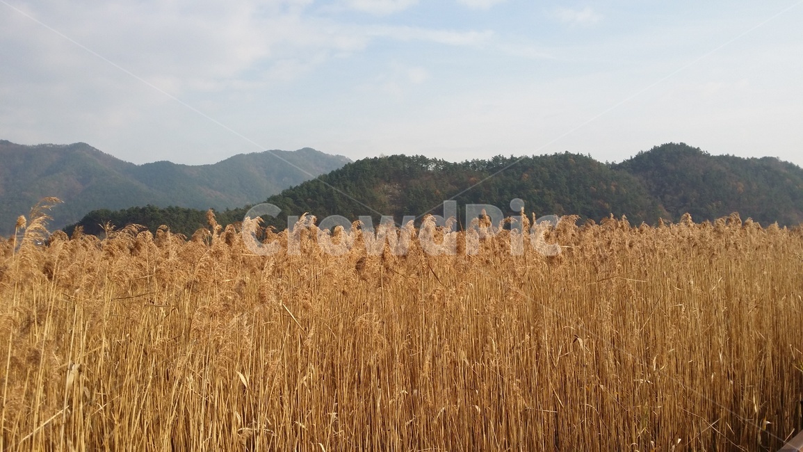 가을풍경,갈대숲,갈대밭,갈대,가을