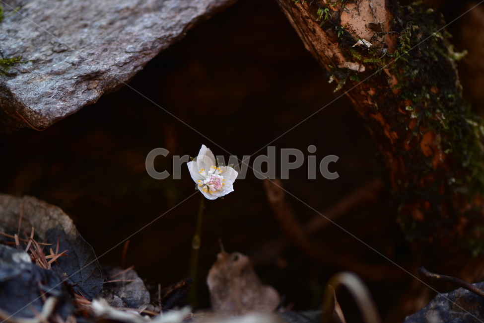 너도바람꽃,야생화,봄,꽃,풀꽃,자연,식물,식생,감성,힐링,plants,nature,spring,season,flower,emotion,feeling,흰색,초본,너도바람꽃속