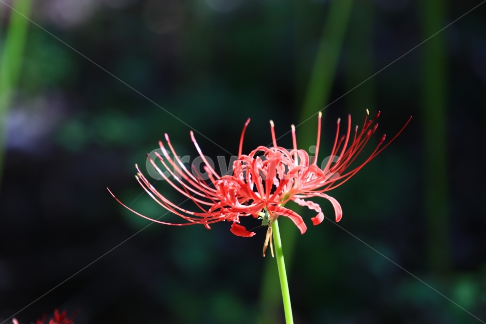 상사화,꽃무릇,꽃,붉은꽃,불갑사,flower,식물,자연,plants,nature,꽃,flower