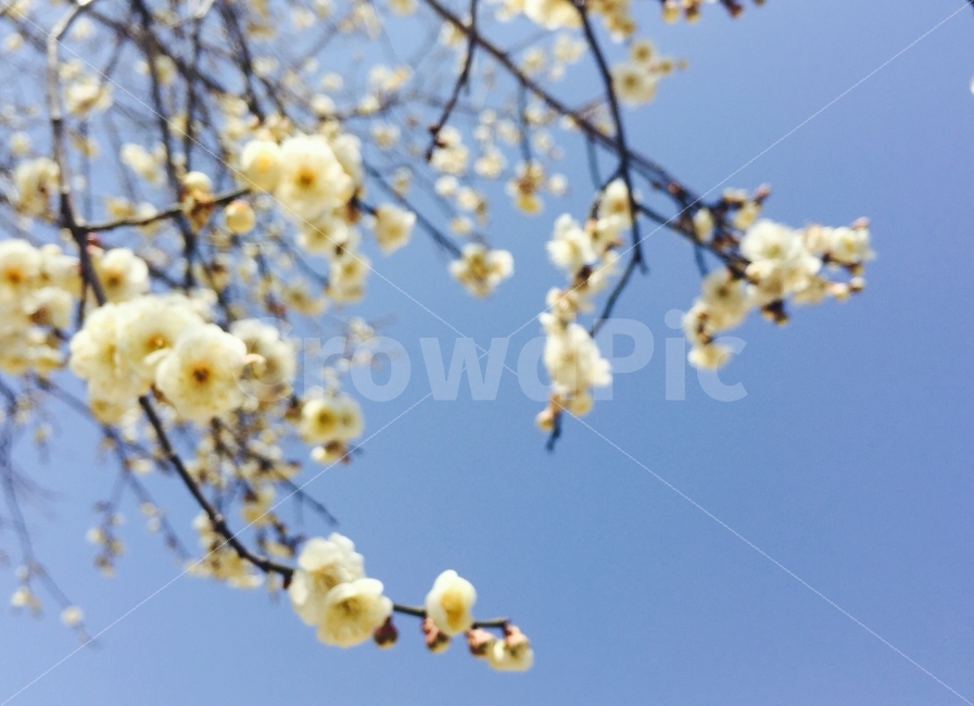 봄,Spring,하늘,파란하늘,매화,팝콘,처럼,팡팡,터지던,2016년,3월,식물,자연,plants,nature,봄,계절,spring,season,꽃,flower,plant,blossom