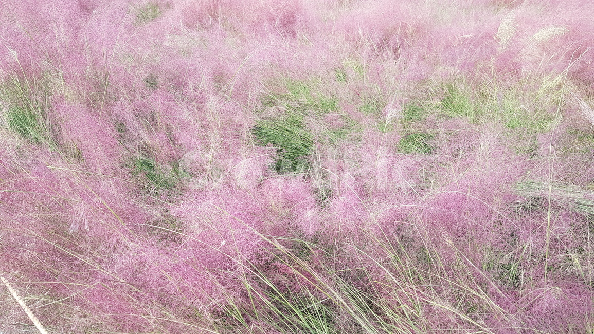 핑크,초록,계절,기온,날씨,식물,plant,grass,예쁨,자연,풍경,식물,자연,plants,nature