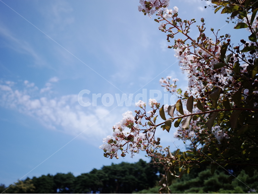 식물,하늘,나무,산,꽃,나뭇잎,가지,식물,자연,plants,nature,꽃,flower