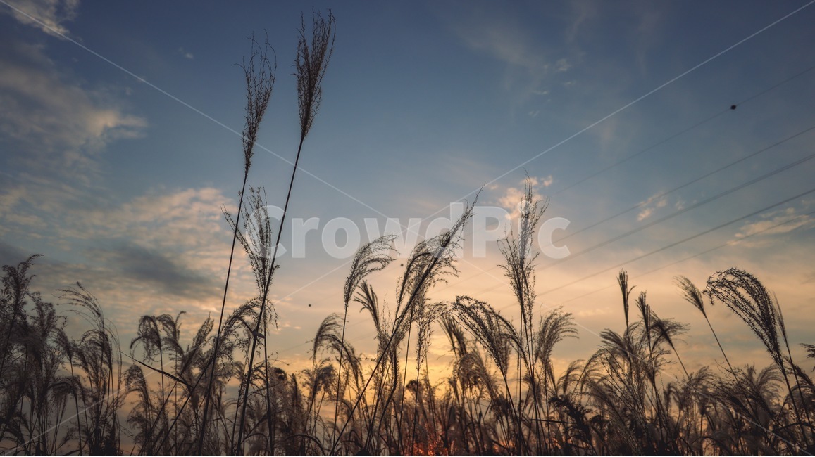 갈대,reed,grass,잔디,plant,식물,가을,가을,계절,fall,autumn,season,식물,자연,plants,nature