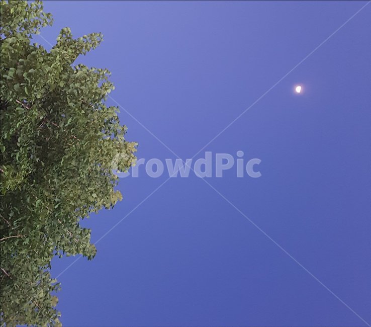 tree,나무,plant,식물,달,moon