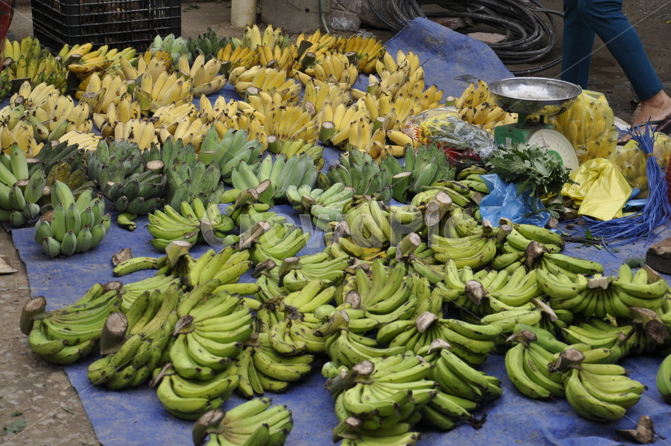 바나나,banana,싱싱한바나나,시장,과일