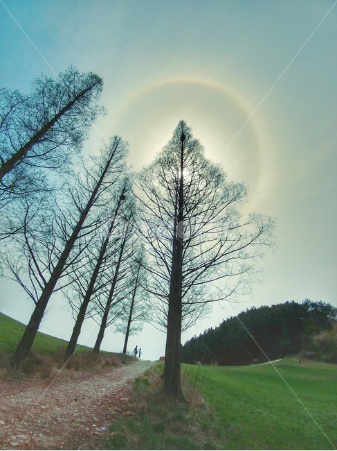 용비지,해무리,메타세콰이어,광각,halo,용유지,역광,자연,자연현상,초록,빛,자연,풍경,nature,landscape,tree,나무,plant,식물,fir,전나무