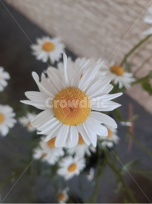 plant,식물,blossom,꽃,데이지,flower,daisies