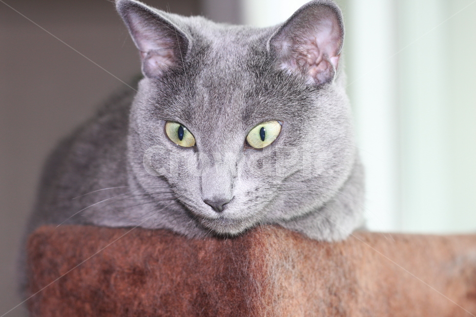 pet,동물,cat,고양이,러시안블루,캣타워