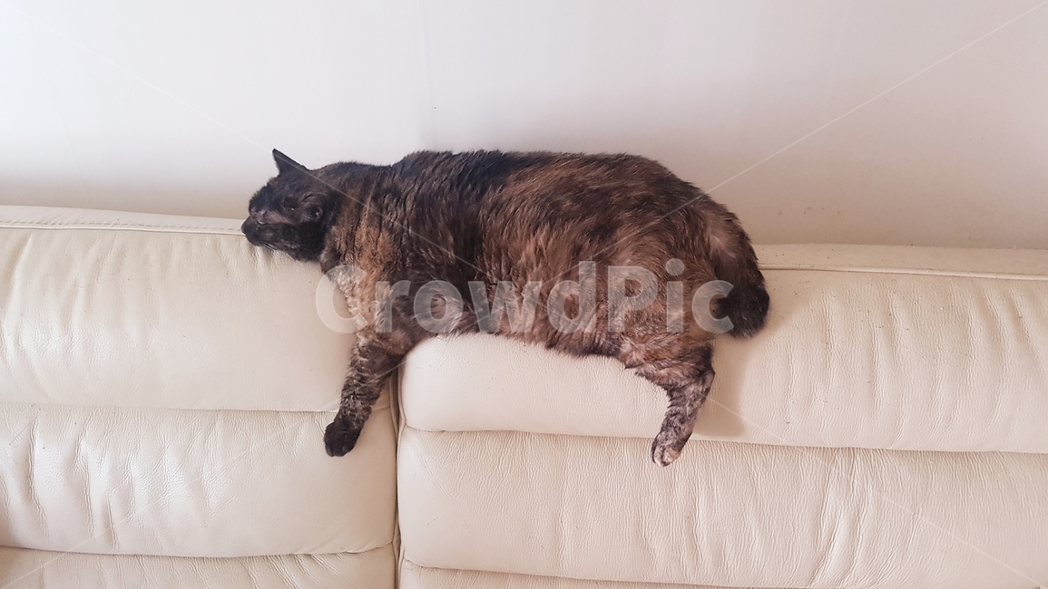 동물,고양이,코리안숏헤어,냐옹이,코숏,동물,animal,포유류,mammal,고양이,cat,kitten,kitty
