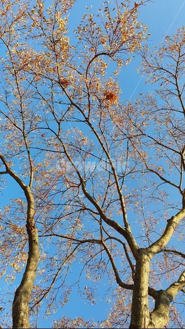 plant,식물,tree,나무,treetrunk,나무줄기,겨울나무,겨울,하늘