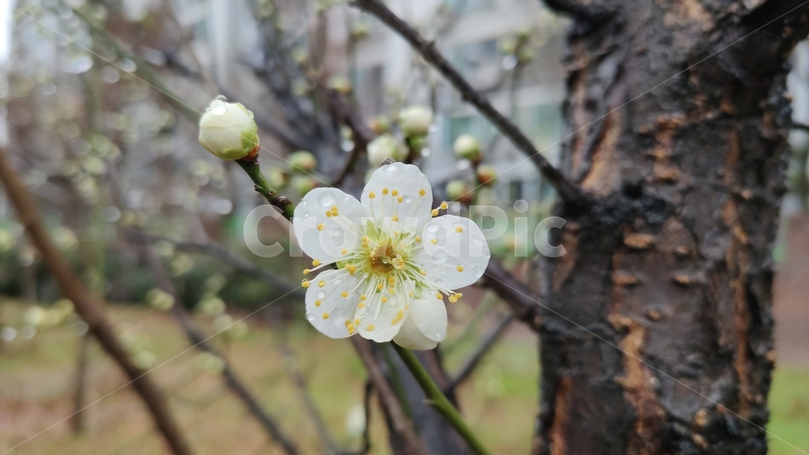 매화,매실나무,매화나무,plum,청매화,prunusmume,매화꽃,plant,식물,flower,blossom,꽃