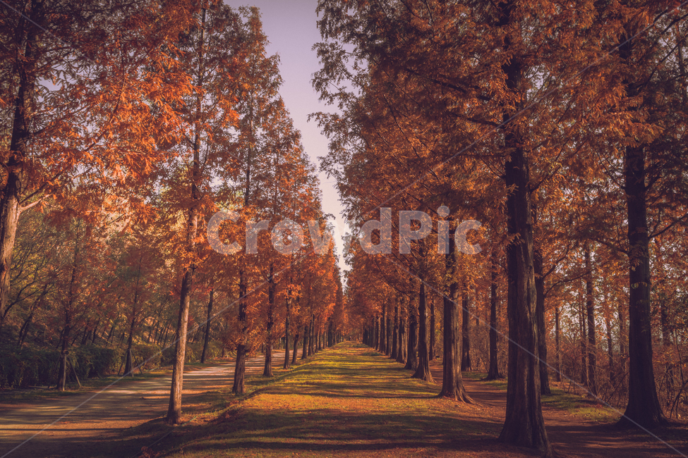 가을,단풍,메타세콰이어,길,tree,나무,plant,식물,인스타감성사진,감성사진,배경화면,바탕화면,감성,잠금화면,가을,계절,fall,autumn,season,자연,풍경,nature,landscape