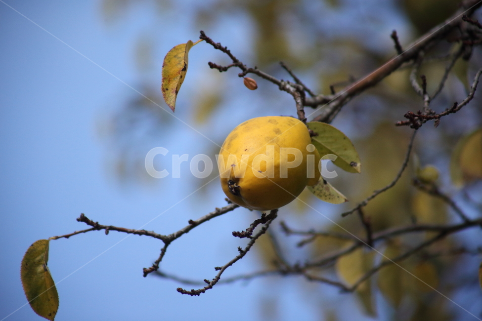 모과,열매,약용식물,모과나무,chinesequince,식물,자연,plants,nature,과일,열매,fruit