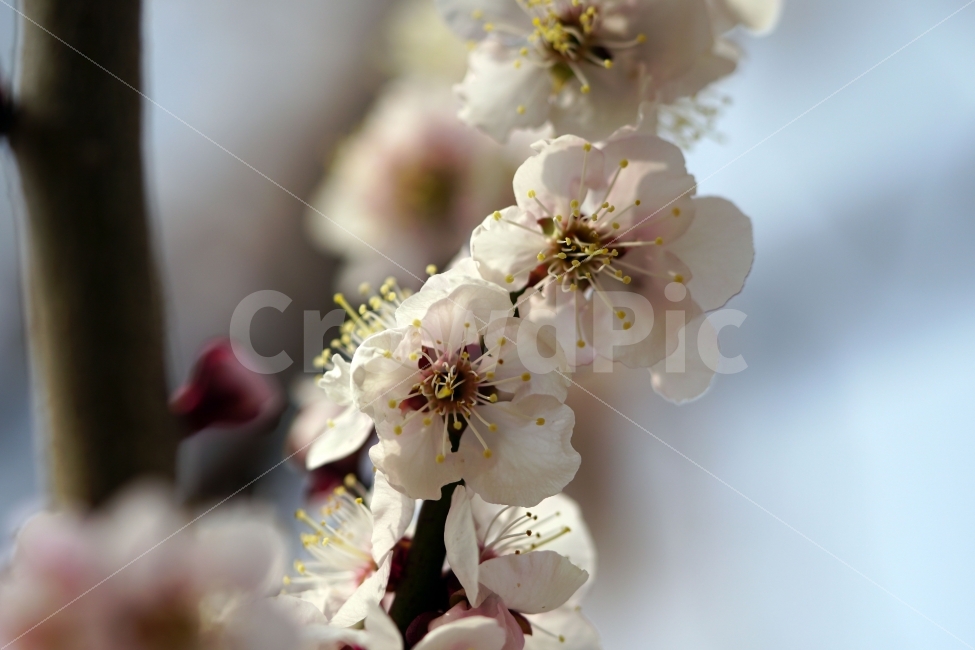 매화,꽃,나무,나뭇가지,산,봄,자연,플라워,꽃봉오리,flower,nature,spring,접사,macro,클로즈업,closeup,tree,숲,숲속,산림,삼림,조경,식물,plants,봄꽃,감성,힐링,풍경,landscape,식물,자연,plants,nature,봄,계절,spring,season,꽃,flower,plant