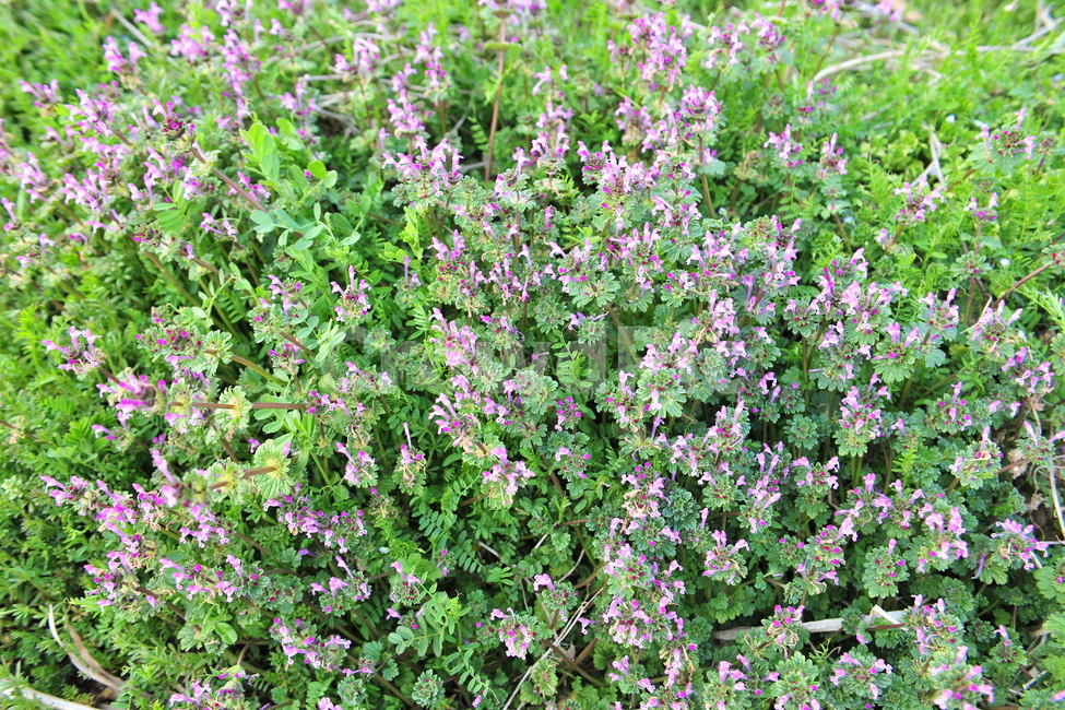 plant,꽃,식물,flower,길,봄,보라색,초록색,봄꽃