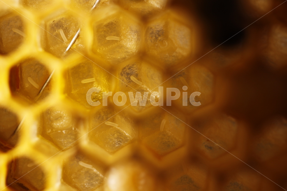 산란,변태,애벌레,알,성충,번데기,완전변태,자연,풍경,nature,landscape,food,음식,honey,꿀,honeycomb,벌집