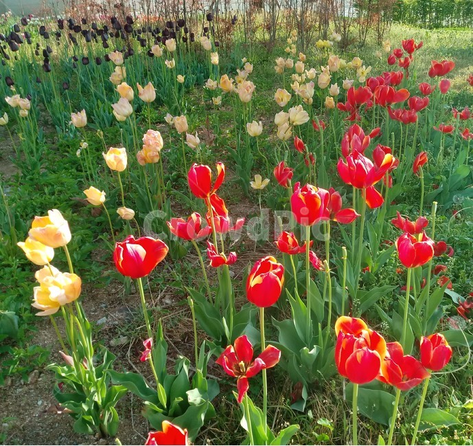 튤립,tulip,백합과,식물,꽃,구근초,여러해살이화초