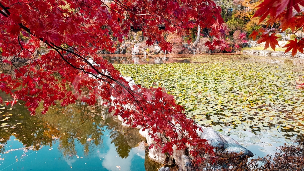 가을,단풍,하늘,연못,호수,korea,autumn,sky,maple,가을,계절,fall,autumn,season,자연,풍경,nature,landscape,식물,plants,plant,leaf,잎,tree,나무