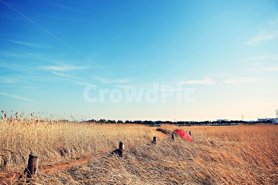 갈대,생태공원,빨강우산,갈대숲길,풍경,자연,배경,가을,계절,fall,autumn,season,ground,바닥,soil,흙