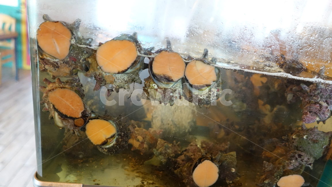 해산물,음식,food,소라,shell,수족관,뿔소라,seafood,조개